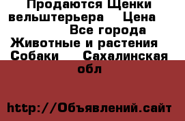 Продаются Щенки вельштерьера  › Цена ­ 27 000 - Все города Животные и растения » Собаки   . Сахалинская обл.